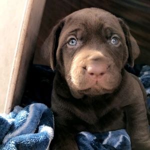 Meet your Posher, Siena